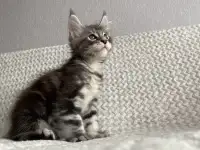 Котенок мейн кун, фотография 6