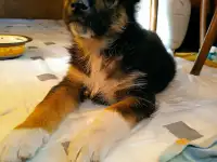 Щенок в дар