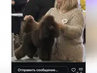 Продам щенков миниатюрного пуделя, фотография 4