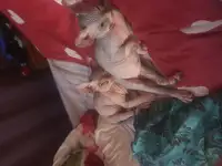 Продаются котята, фотография 7
