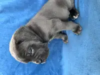 Щенки Кане Корсо, фотография 6