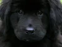 щенки ньюфаундленда, фотография 2