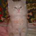 котята мейн кун, фотография 4
