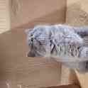 Шотландские котята, фотография 3