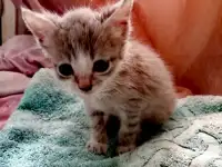 Котята, фотография 7