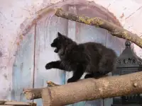 Котята курильского бобтейла, фотография 4
