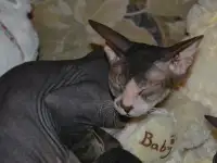 Отдам кошку Донской сфинкс