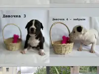 Продам щенков американского стаффордширского терьера, фотография 2