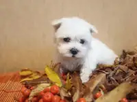 Мальтийской болонки щенки, фотография 4