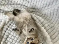 Шотландские котята голубая золотая шиншилла, фотография 7