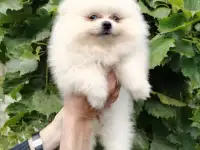 Померанский шпиц, породный щенок- девочка!, фотография 4