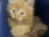 Котята Мейн-Кун, фотография 3