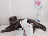 Продам: кроссовки BONA