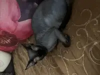 Отдам кота в хорошие руки, фотография 2