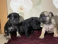 Французский бульдог, фотография 6