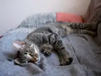 Котенок Тоффи, 7 мес., фотография 7