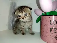 Новогодние пушистые подарки, фотография 2