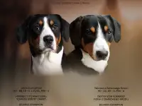 Щенок энтлебухер зенненхунд, фотография 5