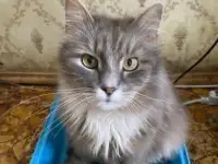 Нужна помощь! Коты ищут дом или передержку! Сос, фотография 2
