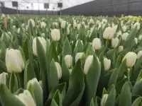 Тюльпаны белые. Букеты  Бонус., фотография 4