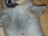 собаки, фотография 2
