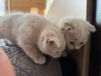 Шотландские котята, фотография 3