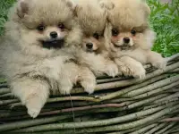 Померанский шпиц, щенки. Мини мишки, фотография 3