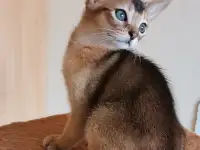 Продажа котят, фотография 2