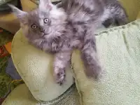 Мейн кун, фотография 2