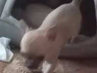 Щенки чихуахуа