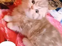 Шотландские вислоухие котята, фотография 8