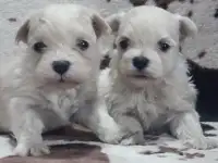 Мальтийской болонки щенки