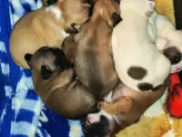 Французский бульдог