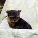 Йоркширский терьер щенки, фотография 4