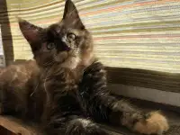 Котёнок Мейнкун, фотография 2