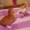 Отдадим в хорошие руки 2-ух котят. Приучены к лотку., фотография 3