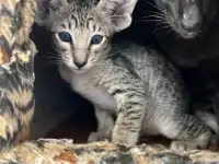 Ориентальные котята, ориенталы., фотография 4