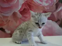 Шотландский котёнок, фотография 4