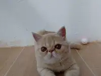 Котенок экзотической короткошёрстной, фотография 2