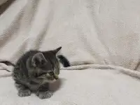 Шотландская девочка, фотография 3
