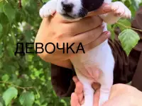 Продам щенков Джек Рассел терьера, фотография 3