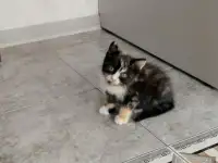 Отдам в добрые руки, фотография 2