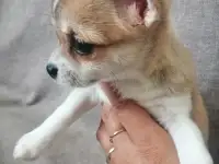 собака