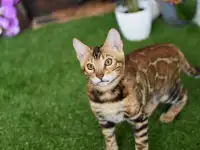 Бенгальские котята из питомника: котик -2, фотография 5