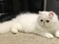 Белый персидский котёнок, фотография 4