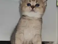 Шотландские котята, фотография 2