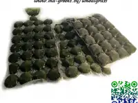 Сок 