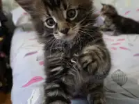 Котёнок мейнкун