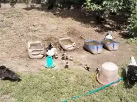 Продаю индоутят различного возраста, фотография 2