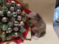 Щенки чихуахуа